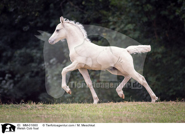 Welsh Cob Fohlen / Welsh Cob foal / MM-01660