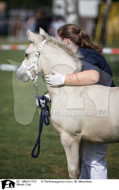 Welsh Cob / Welsh Cob / MM-01703