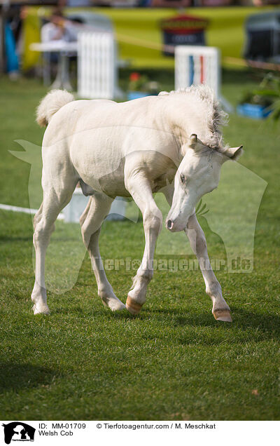 Welsh Cob / Welsh Cob / MM-01709