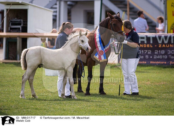 Welsh Cob / MM-01717