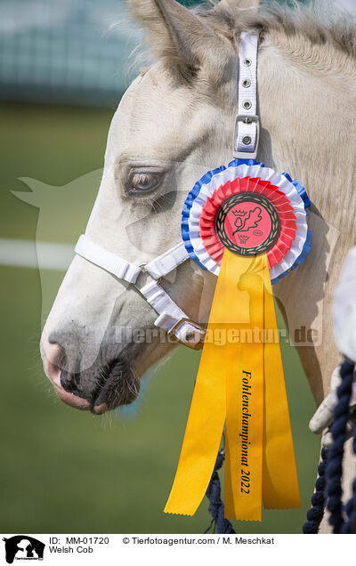 Welsh Cob / Welsh Cob / MM-01720