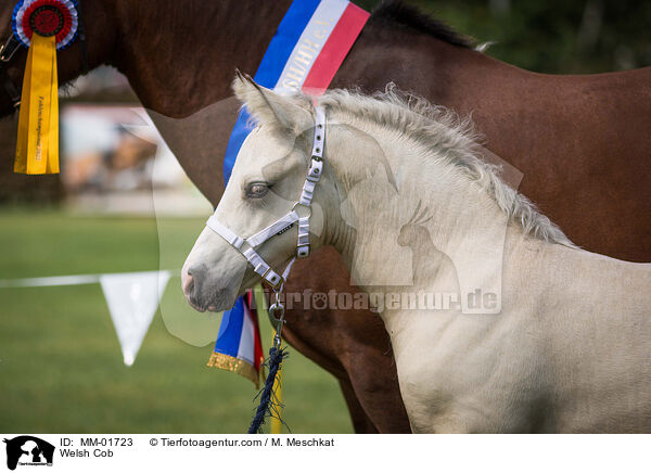 Welsh Cob / Welsh Cob / MM-01723