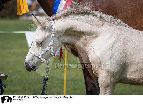 Welsh Cob / Welsh Cob / MM-01724