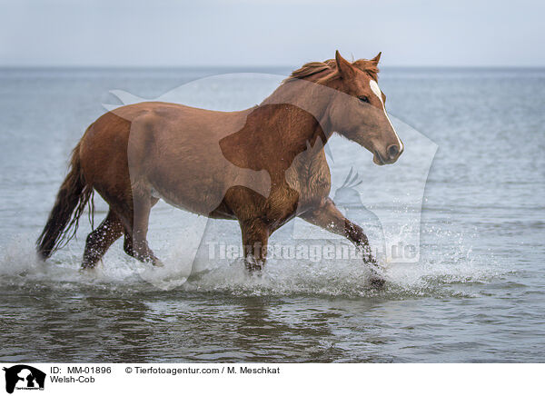 Welsh-Cob / Welsh-Cob / MM-01896