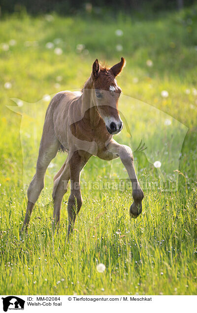 Welsh-Cob Fohlen / Welsh-Cob foal / MM-02084