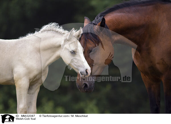 Welsh-Cob Fohlen / Welsh-Cob foal / MM-02087