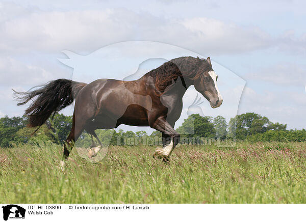 Welsh Cob / Welsh Cob / HL-03890