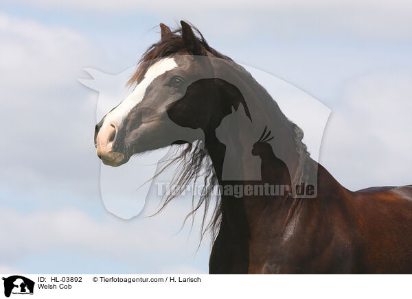 Welsh Cob / HL-03892