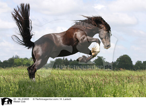 Welsh Cob / Welsh Cob / HL-03895