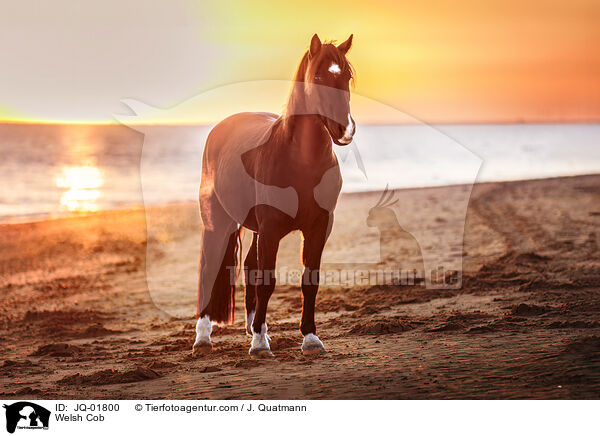 Welsh Cob / JQ-01800