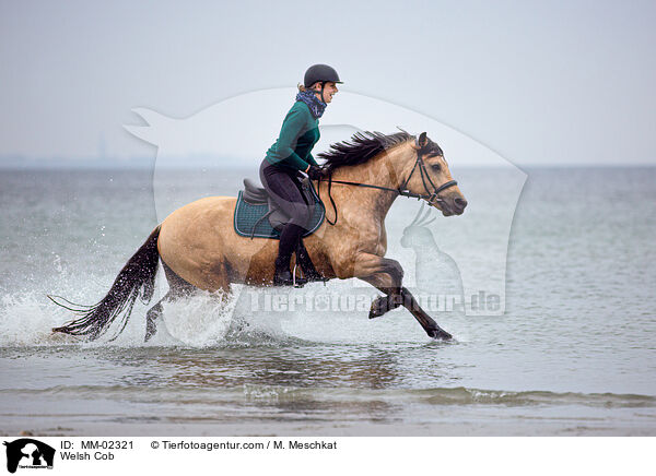 Welsh Cob / Welsh Cob / MM-02321