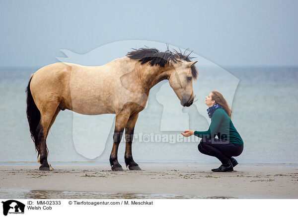 Welsh Cob / Welsh Cob / MM-02333