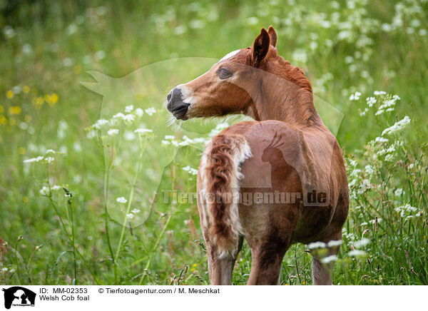 Welsh Cob foal / MM-02353