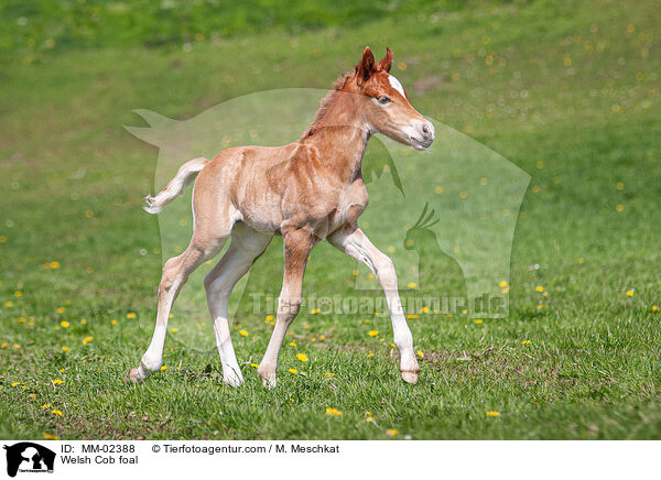 Welsh Cob Fohlen / Welsh Cob foal / MM-02388