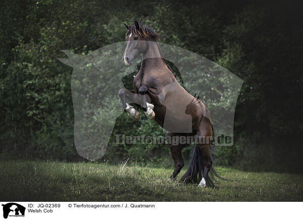 Welsh Cob / Welsh Cob / JQ-02369