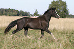 Welsh Cob