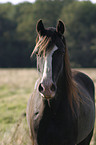 Welsh Cob