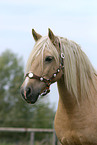 Welsh Cob Portrait