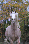 Welsh Cob