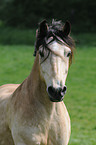 Welsh-Cob Portrait