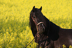 Welsh-Cob D Portrait