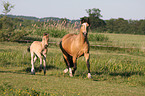 trotting Welsh-Cob D