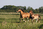 galloping Welsh-Cob D