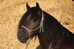 Welsh-Cob D Portrait