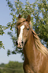 Welsh-Cob Portrait