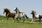 galloping horses