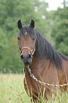 Welsh-Cob Portrait