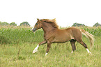 galloping Welsh-Cob