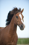 Welsh-Cob Portrait