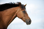 Welsh-Cob Portrait