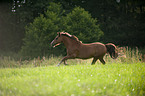 galloping Welsh-Cob