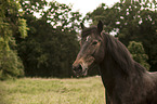 Welsh Cob Portrait