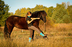 Welsh Cob in spain step