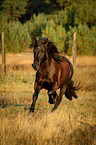 running Welsh Cob