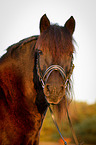 Welsh Cob Portrait