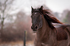 Welsh Cob Portrait