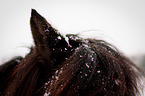 horse ear
