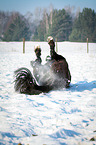 Welsh Cob rolls over