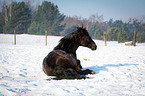 Welsh Cob lies in snow