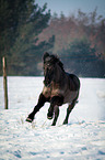 running Welsh Cob