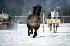 running Welsh Cob