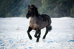 running Welsh Cob