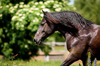 Welsh Cob Portrait