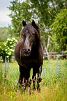 Welsh Cob