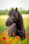 Welsh Cob Portrait