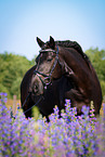 Welsh Cob Portrait